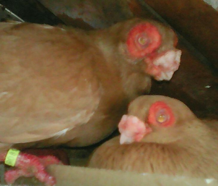  - B E R B E R I  ---    BARBS  PIGEONS