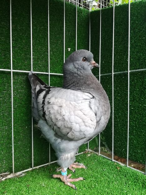 0-1vanduta - King 2018