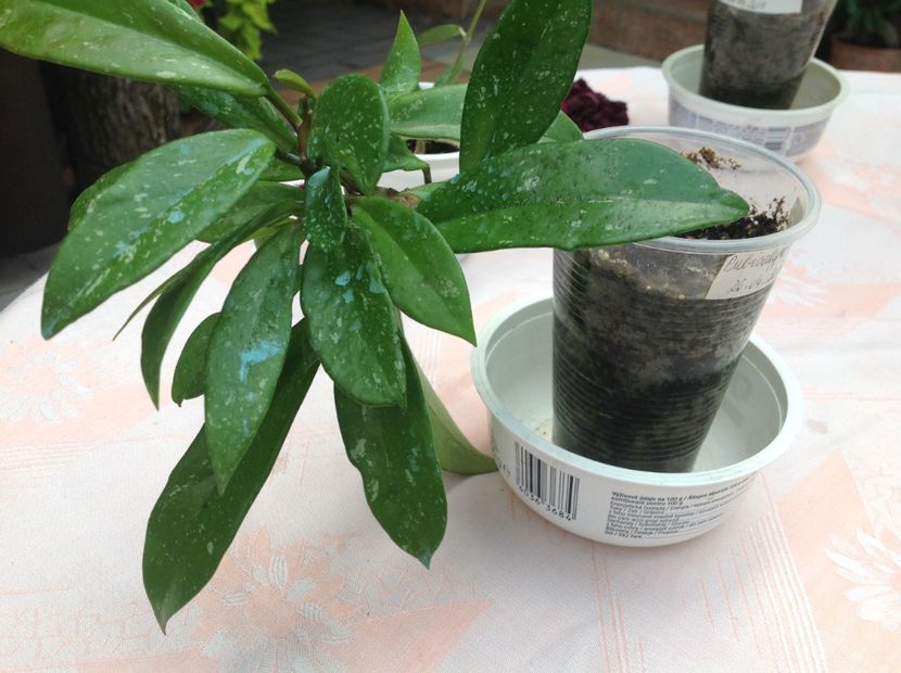  - Pubicalyx Pink Silver