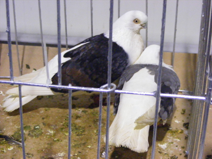 DSCF7479 - expozitzia de pasari galatzi 20-02-20010