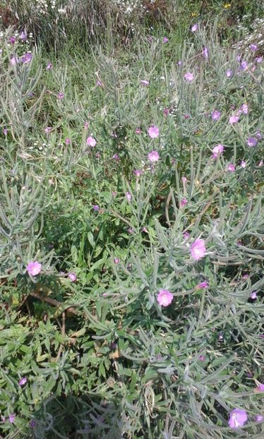 Pufulita cu flori mici - Arbori si plante melifere
