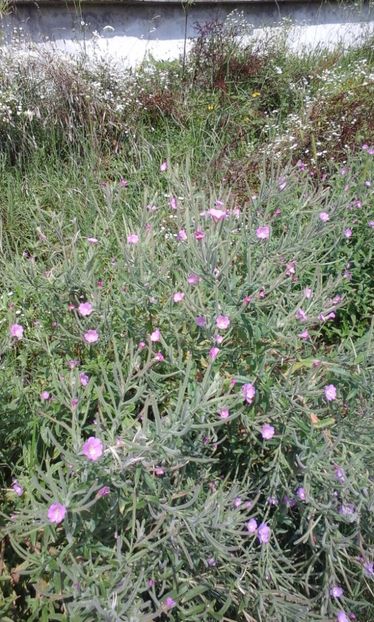 Pufulita cu flori mici - Flori de camp