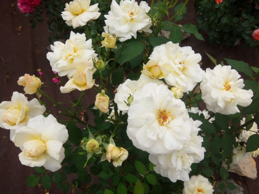  - White Gruss an Aachen-