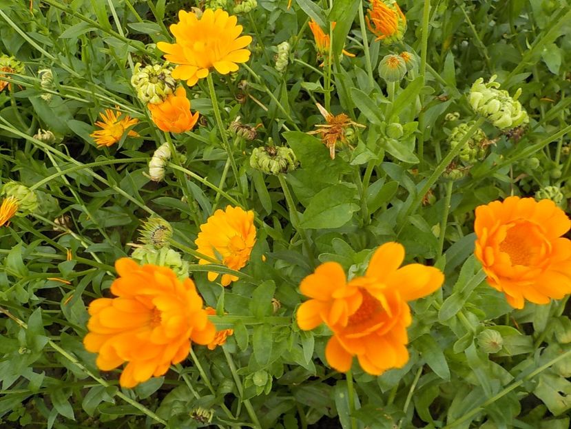  - galbenele in gradina