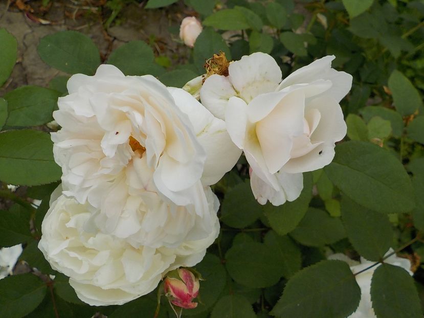  - winchester cathedral 2018