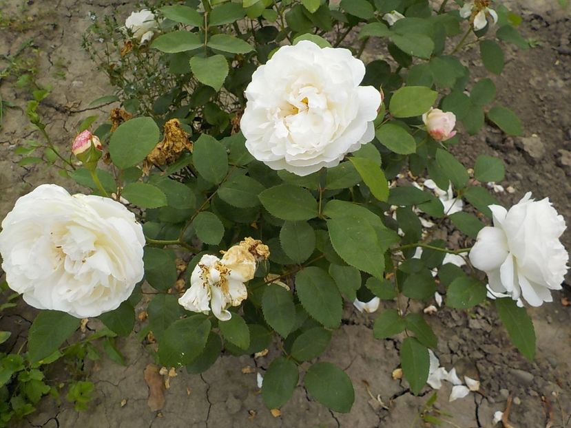  - winchester cathedral 2018