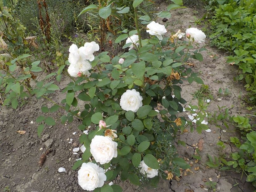  - winchester cathedral 2018