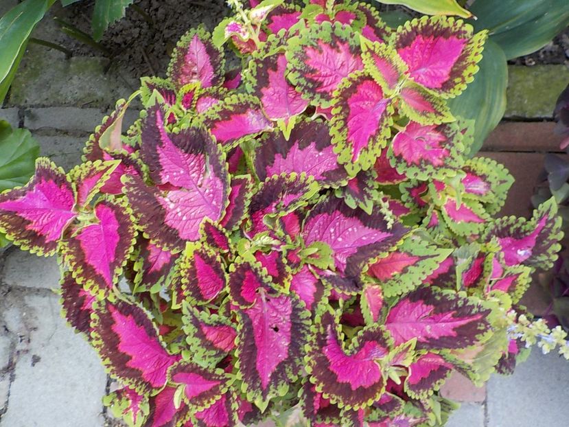  - coleus