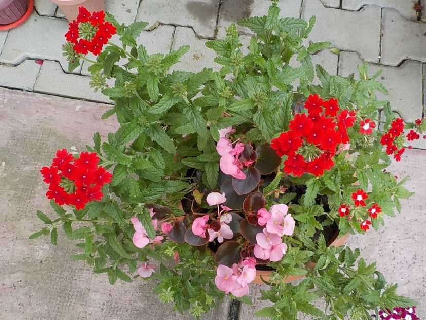  - Flori in curte