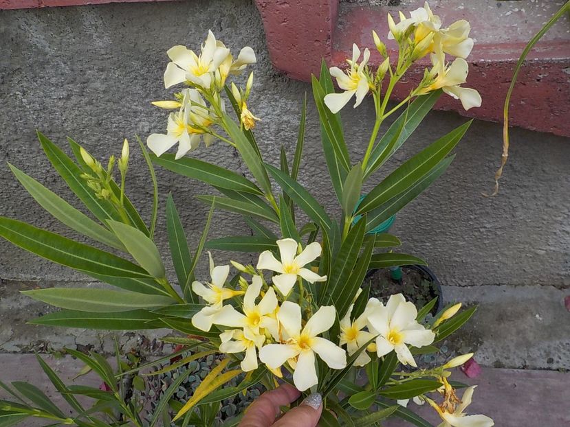  - maria gambeta nr 25