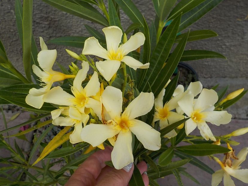  - maria gambeta nr 25