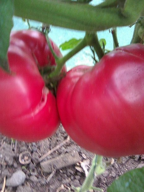 Photo0493 - Rozov si Anna Rusian