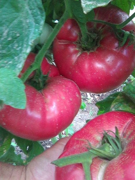 Photo0494 - Rozov si Anna Rusian