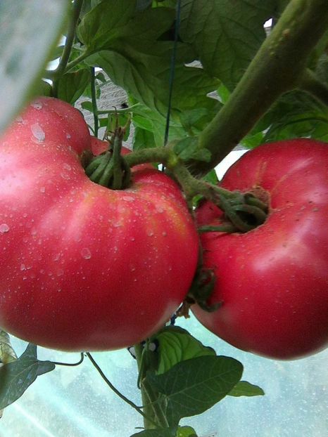 Photo0496 - Rozov si Anna Rusian