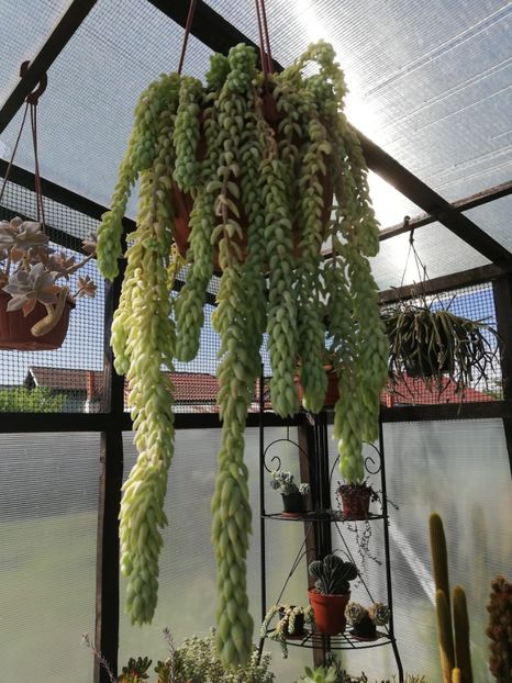 Sedum morganianum - Sedum