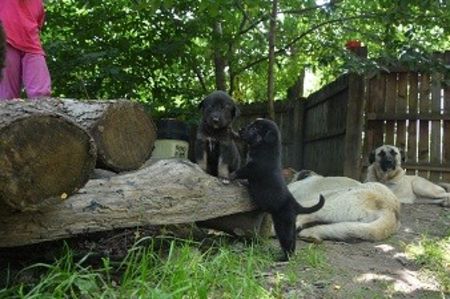  - KANGAL- ciobanesc de Anatolia - avem catei disponibili 0744351924