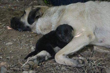  - KANGAL- ciobanesc de Anatolia - avem catei disponibili 0744351924