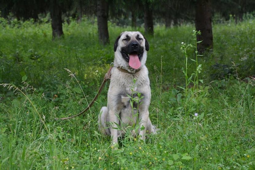 a (1) - KANGAL- ciobanesc de Anatolia - avem catei disponibili 0744351924