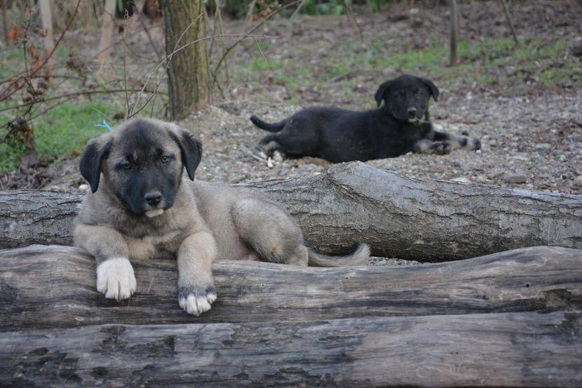  - KANGAL- ciobanesc de Anatolia - avem catei disponibili 0744351924