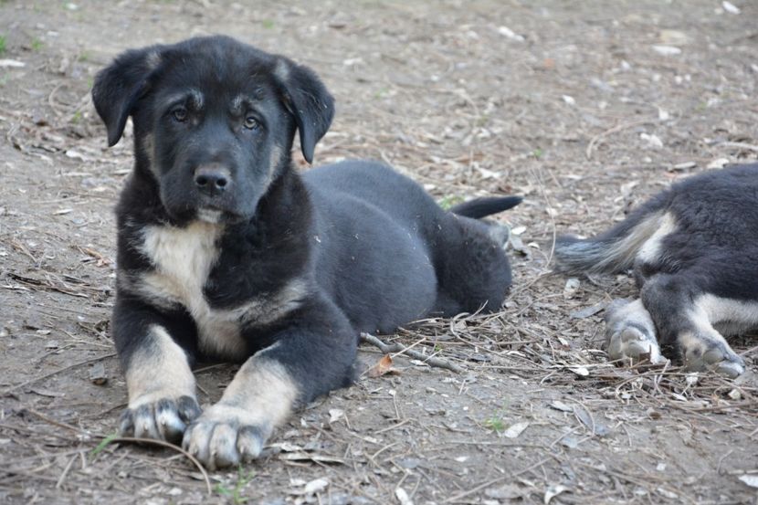  - KANGAL- ciobanesc de Anatolia - avem catei disponibili 0744351924