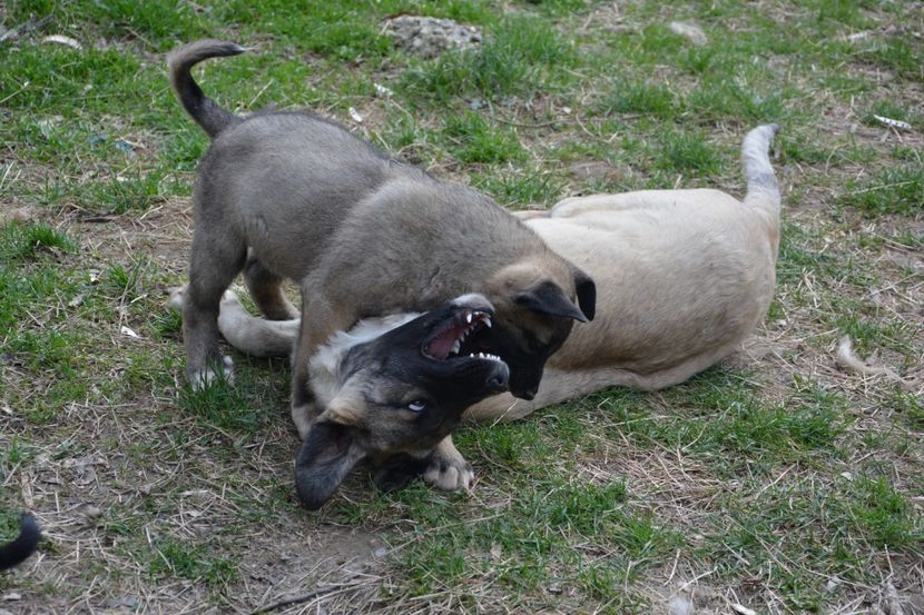  - KANGAL- ciobanesc de Anatolia - avem catei disponibili 0744351924