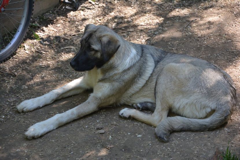  - KANGAL- ciobanesc de Anatolia - avem catei disponibili 0744351924