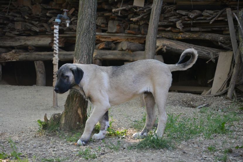  - KANGAL- ciobanesc de Anatolia - avem catei disponibili 0744351924