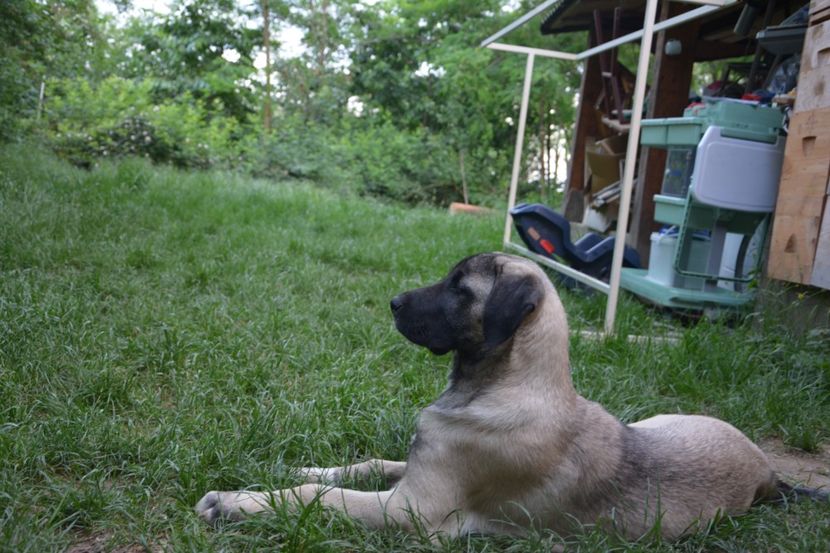  - KANGAL- ciobanesc de Anatolia - avem catei disponibili 0744351924