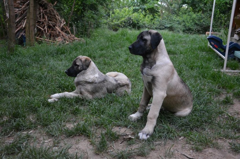  - KANGAL- ciobanesc de Anatolia - avem catei disponibili 0744351924