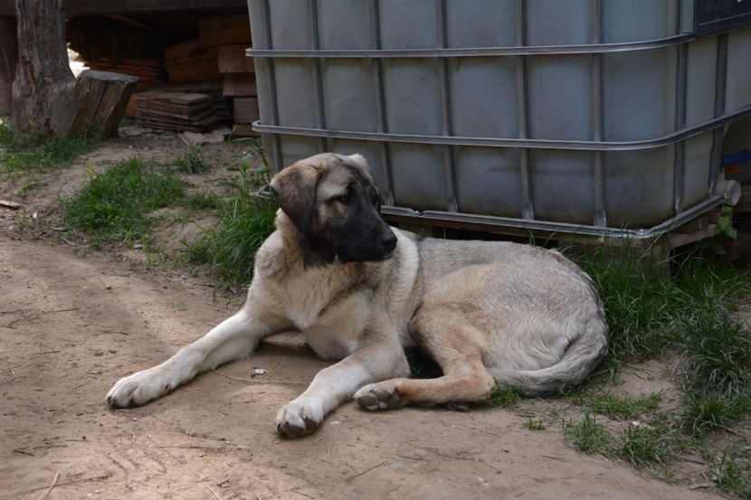  - KANGAL- ciobanesc de Anatolia - avem catei disponibili 0744351924