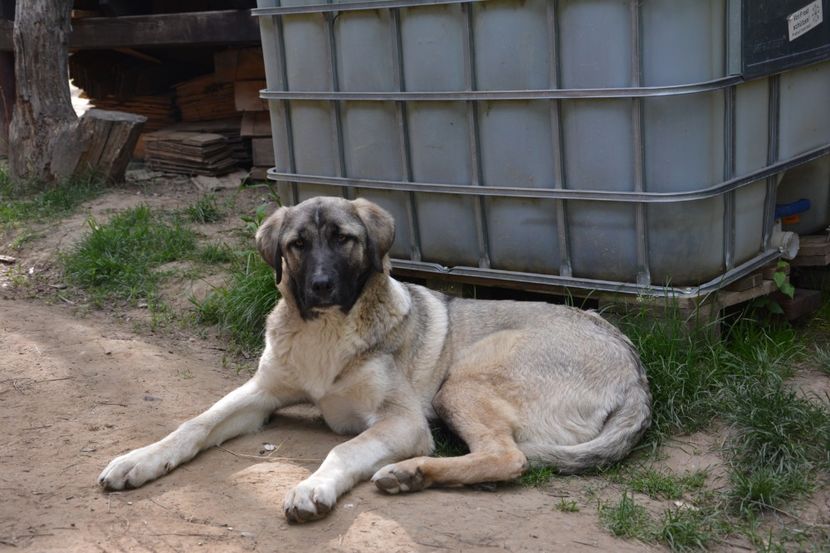  - KANGAL- ciobanesc de Anatolia - avem catei disponibili 0744351924