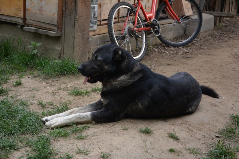  - KANGAL- ciobanesc de Anatolia - avem catei disponibili 0744351924