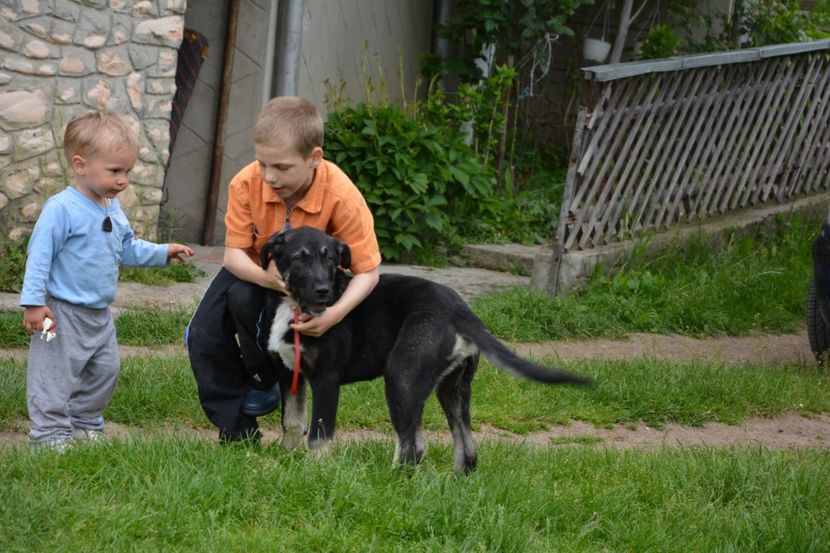  - KANGAL- ciobanesc de Anatolia - avem catei disponibili 0744351924