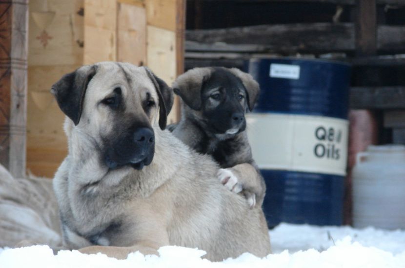  - KANGAL- ciobanesc de Anatolia - avem catei disponibili 0744351924