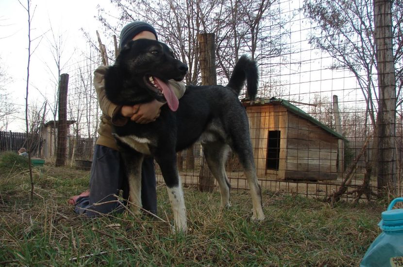  - KANGAL- ciobanesc de Anatolia - avem catei disponibili 0744351924