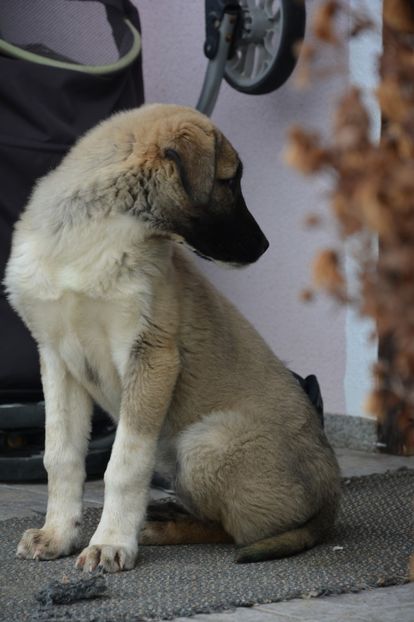 Enough (2) - KANGAL- ciobanesc de Anatolia - avem catei disponibili 0744351924