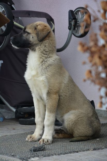 Enough (4) - KANGAL- ciobanesc de Anatolia - avem catei disponibili 0744351924