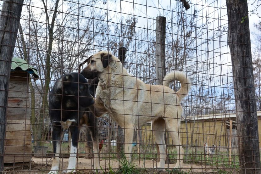 Shila (10) - KANGAL- ciobanesc de Anatolia - avem catei disponibili 0744351924