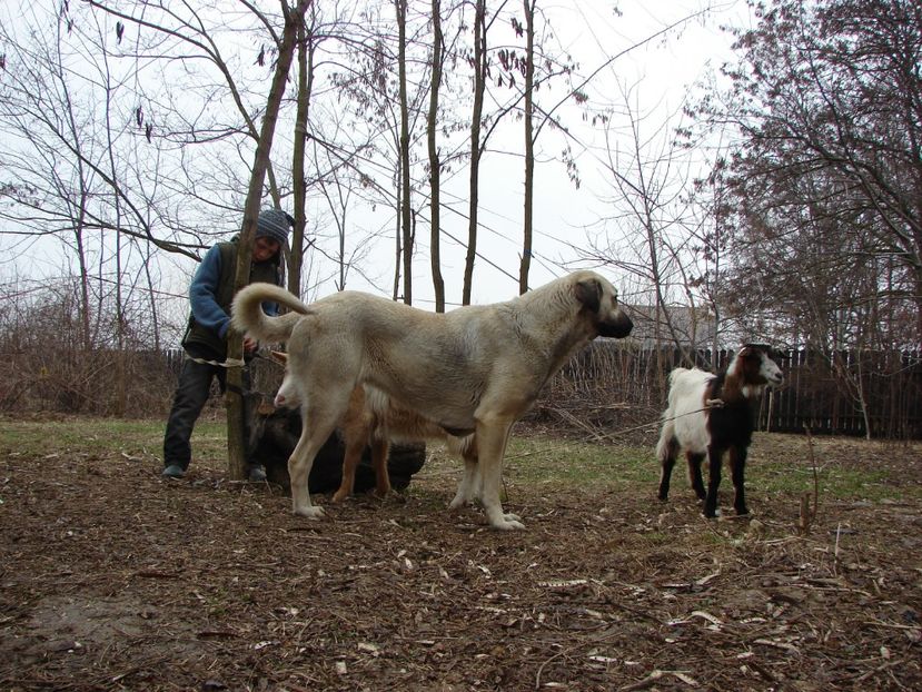 Shn 00 - KANGAL- ciobanesc de Anatolia - avem catei disponibili 0744351924