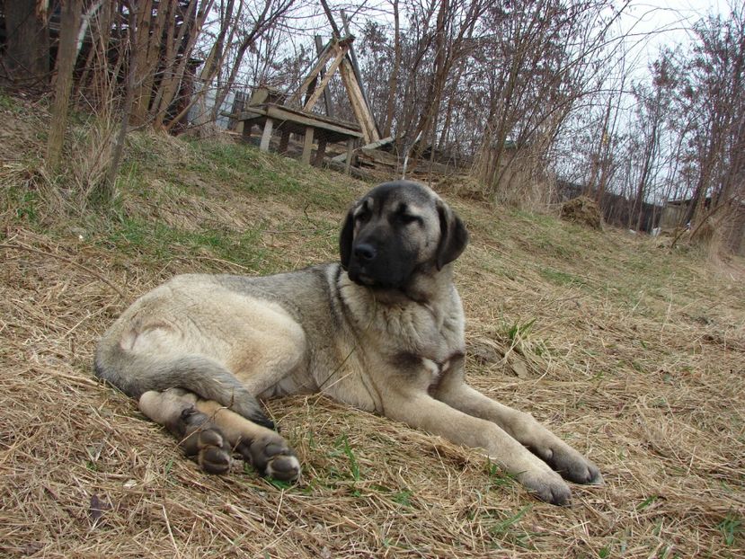 Shuna (1) - KANGAL- ciobanesc de Anatolia - avem catei disponibili 0744351924