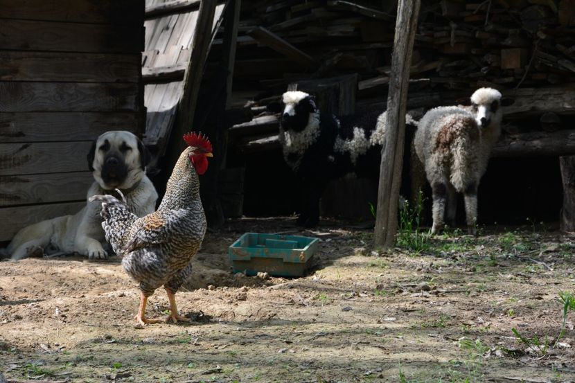 Shuna (5) - KANGAL- ciobanesc de Anatolia - avem catei disponibili 0744351924