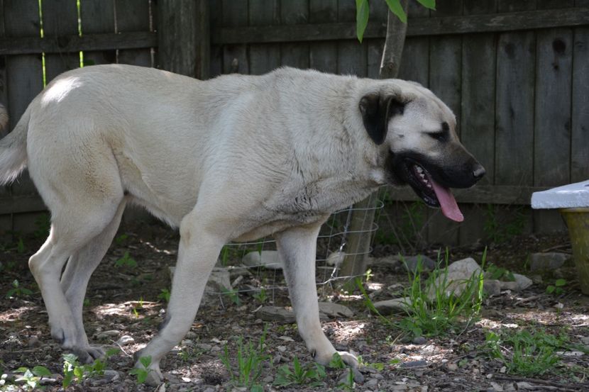 Shuna (6) - KANGAL- ciobanesc de Anatolia - avem catei disponibili 0744351924