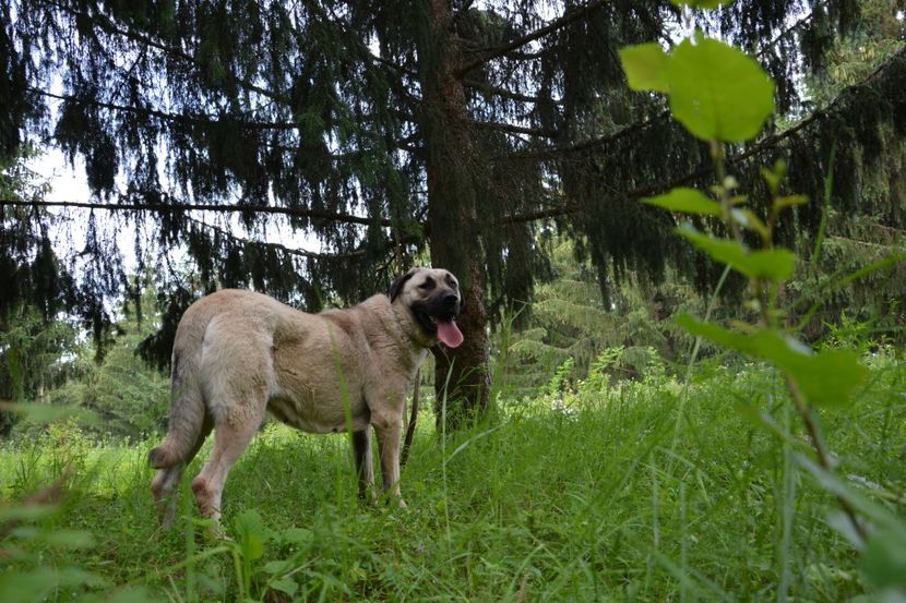 Shuna (11) - KANGAL- ciobanesc de Anatolia - avem catei disponibili 0744351924
