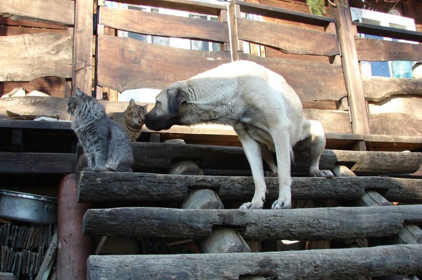 Shuna (30) - KANGAL- ciobanesc de Anatolia - avem catei disponibili 0744351924
