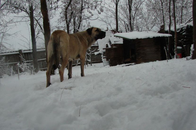 Shuna (38) - KANGAL- ciobanesc de Anatolia - avem catei disponibili 0744351924