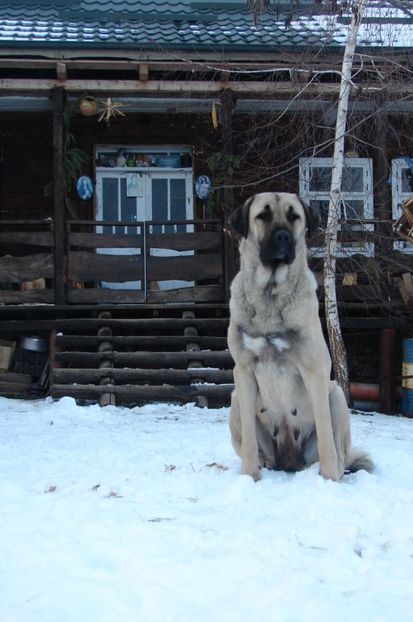 Shuna (49) - KANGAL- ciobanesc de Anatolia - avem catei disponibili 0744351924