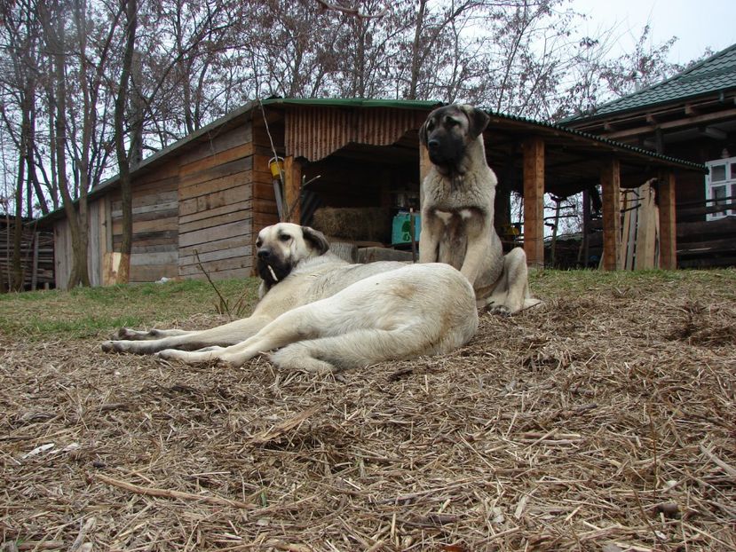 Shuna (53) - KANGAL- ciobanesc de Anatolia - avem catei disponibili 0744351924