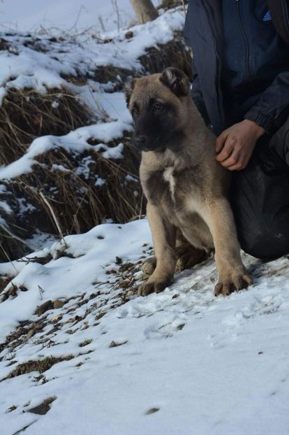 Triff - KANGAL- ciobanesc de Anatolia - avem catei disponibili 0744351924