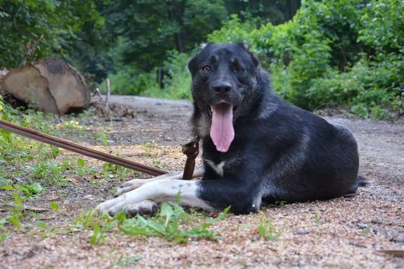 tttt - KANGAL- ciobanesc de Anatolia - avem catei disponibili 0744351924