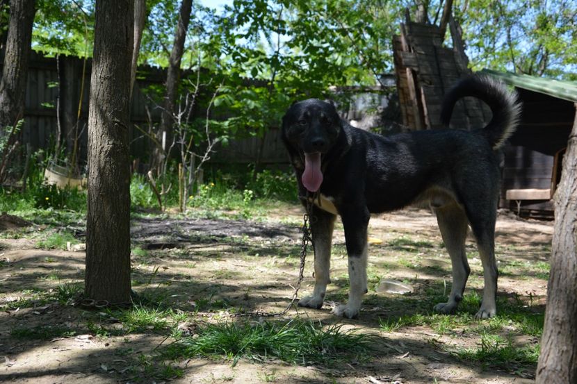 Tunet (3) - KANGAL- ciobanesc de Anatolia - avem catei disponibili 0744351924